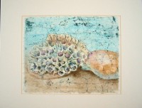 Scallops & Barnacles