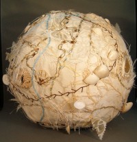 Sea Clam Shells Sea Clam Shells