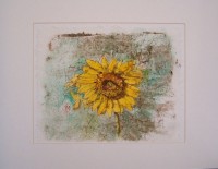 Sun Flower Sun Flower
